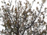 Juglans regia. Центральная часть кроны цветущего дерева. Северная Осетия, г. Владикавказ, 06.05.2010.