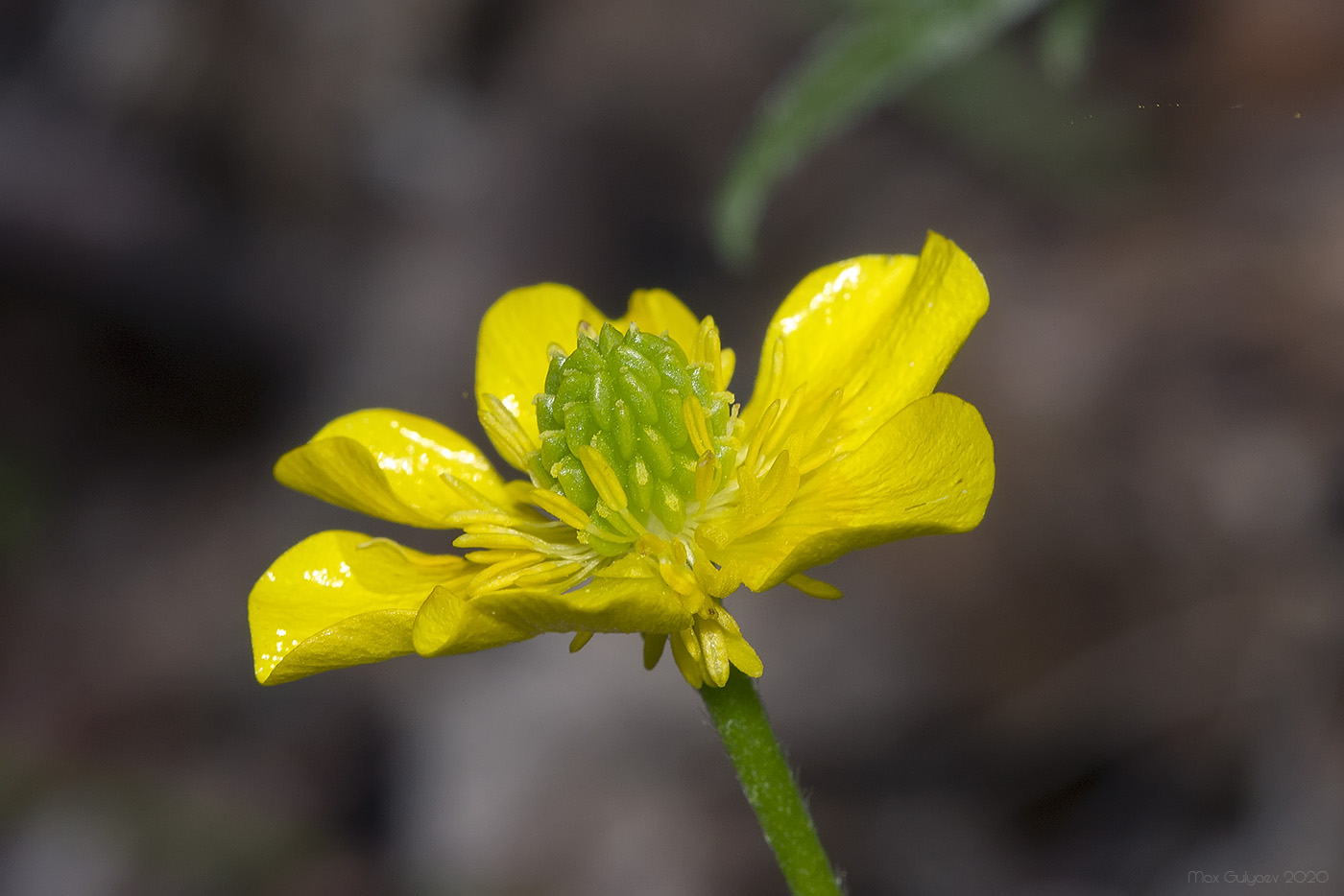 Изображение особи Ranunculus neapolitanus.