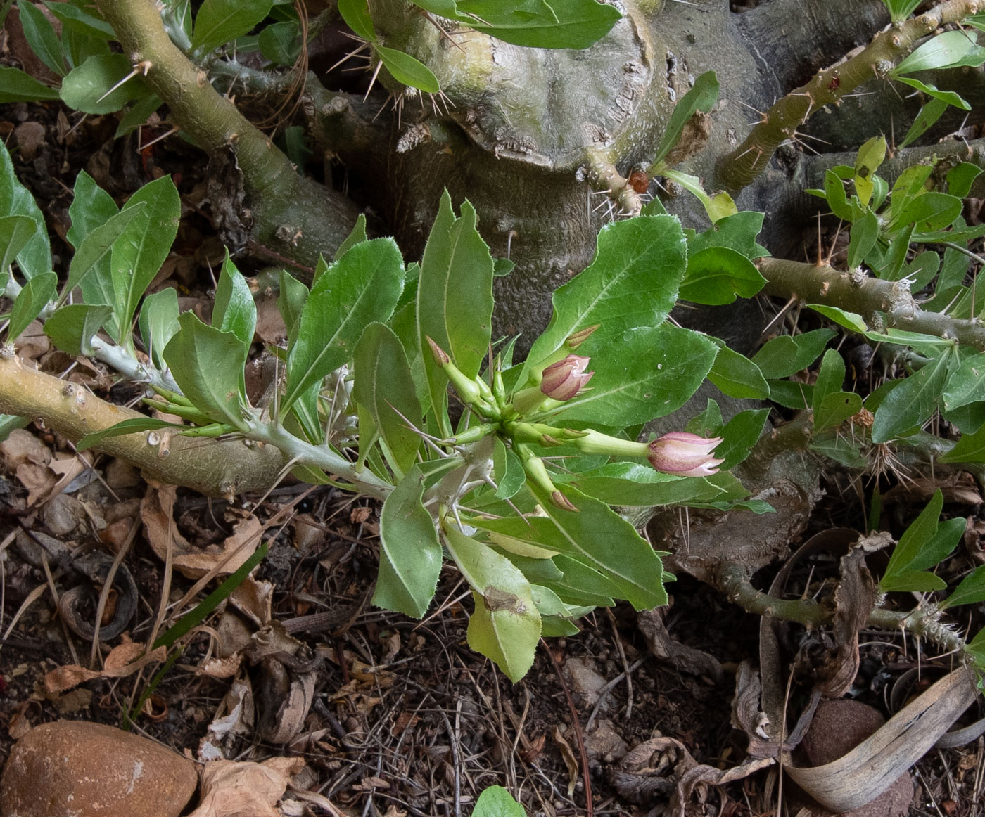 Изображение особи Pachypodium saundersii.