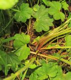 Alchemilla micans. Нижняя часть растения. Приморский край, Шкотовский р-н, с. Анисимовка, заросшая травами обочина грунтовой дороги с протекающим по ней ручьём вблизи ж.-д. моста. 18.06.2020.