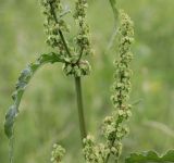 Rumex crispus