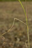 Allium oleraceum