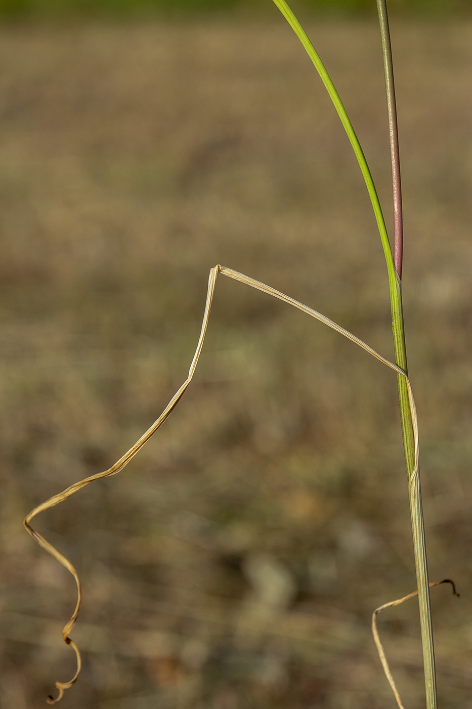 Image of Allium oleraceum specimen.