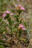 Centaurium подвид turcicum