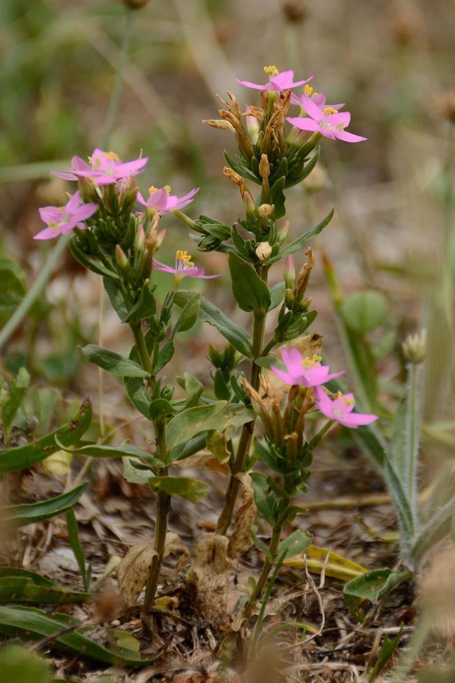 Изображение особи Centaurium erythraea ssp. turcicum.