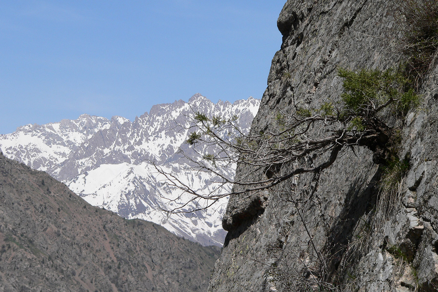 Изображение особи Juniperus seravschanica.