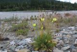 Papaver subspecies jugoricum