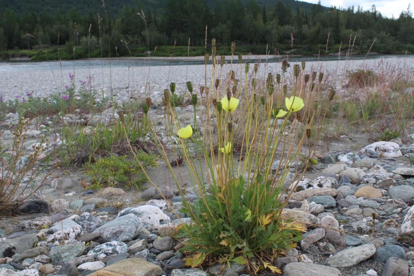 Image of Papaver lapponicum ssp. jugoricum specimen.