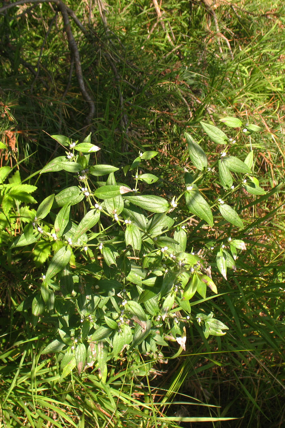 Image of Lithospermum officinale specimen.