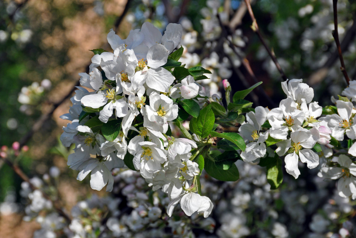 Изображение особи Malus domestica.