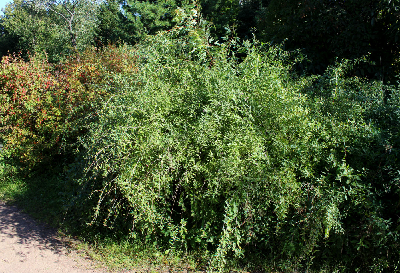 Image of Lycium barbarum specimen.