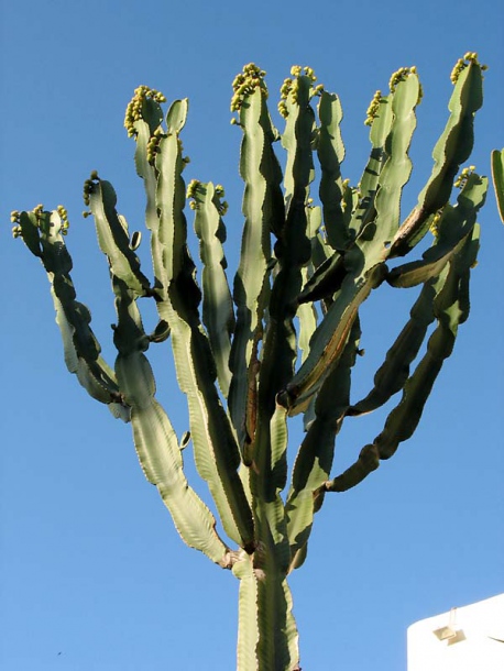 Image of Euphorbia ingens specimen.