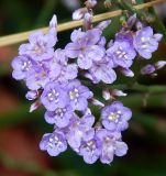 Limonium scoparium. Цветки. Республика Крым, Ленинский р-н, окр. с. Курортное, засолённый берег озера Чокрак. Сентябрь 2020 г.