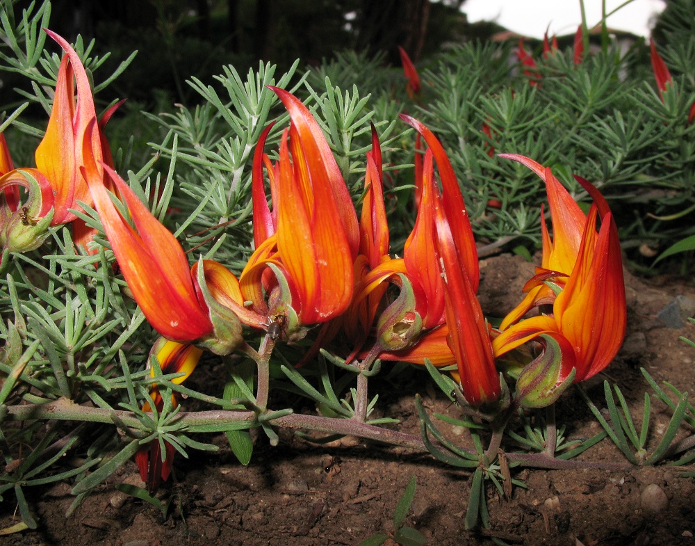 Изображение особи Lotus maculatus.