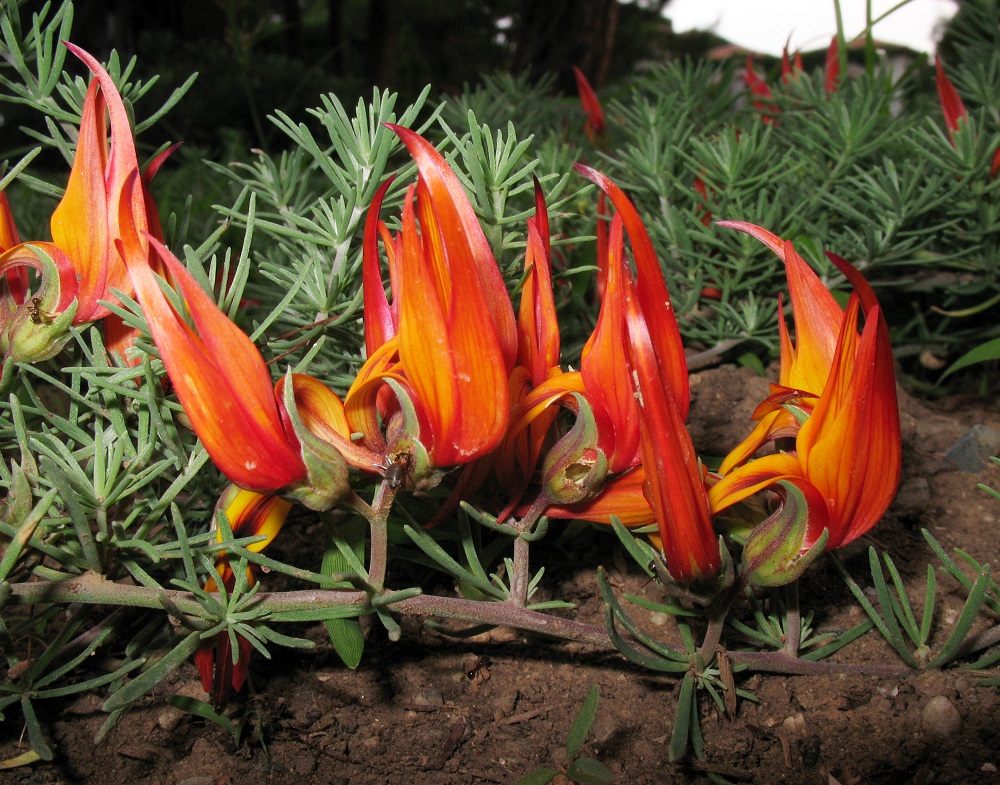 Image of Lotus maculatus specimen.