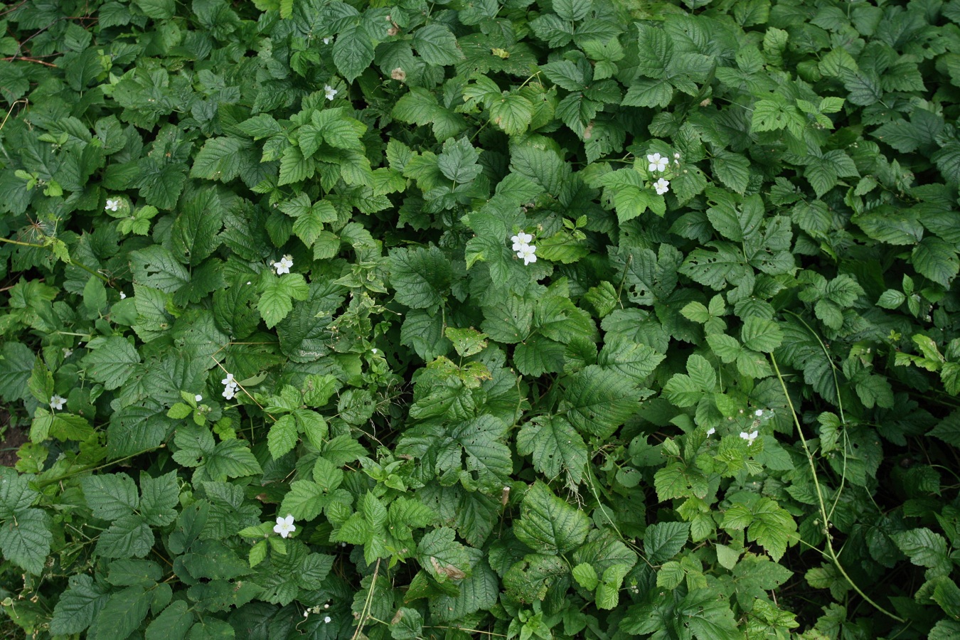 Изображение особи Rubus caesius.