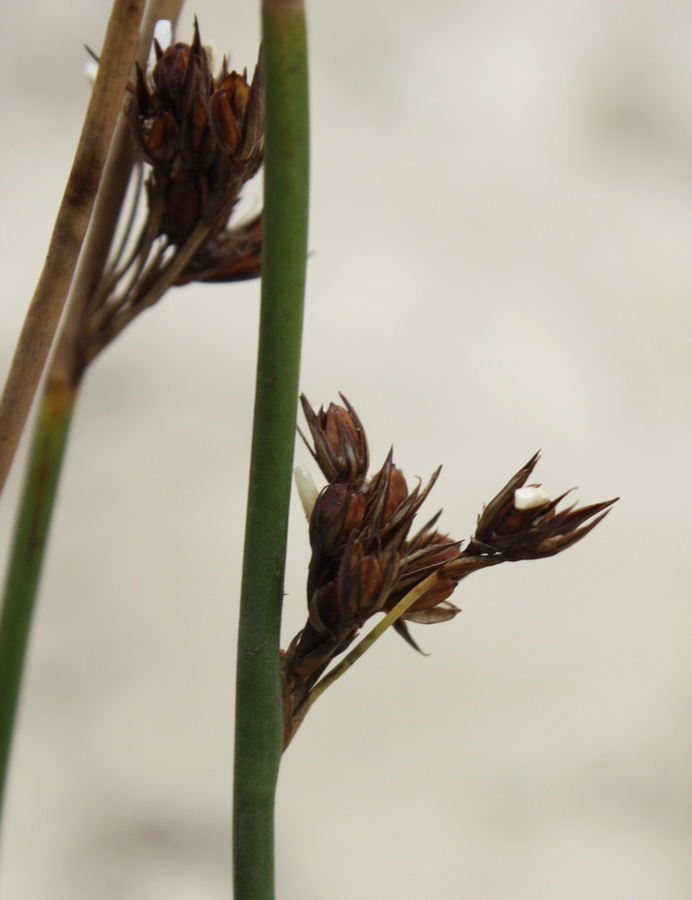 Image of Juncus × inundatus specimen.