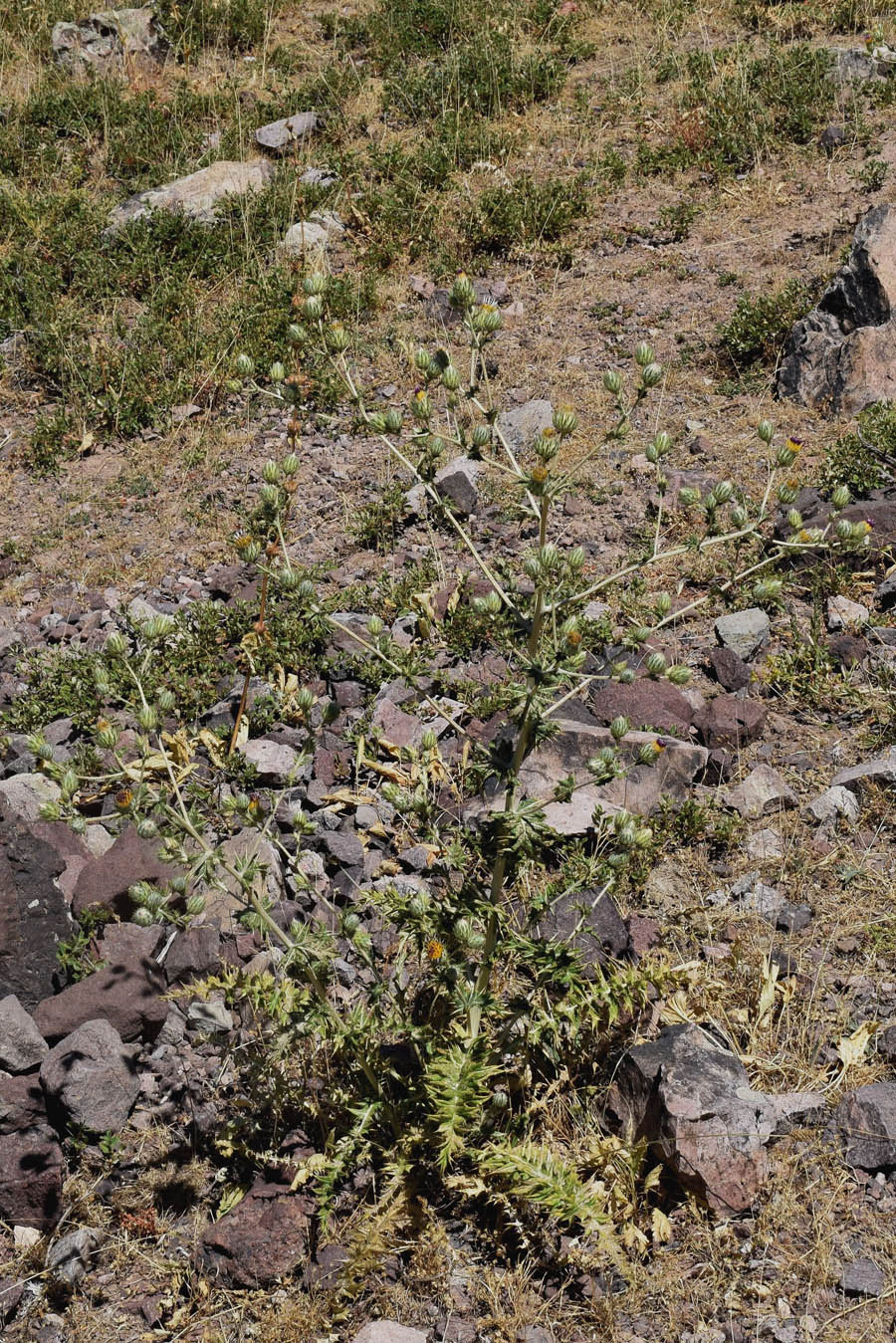 Image of Cousinia vicaria specimen.