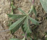 Potentilla recta ssp. pilosa