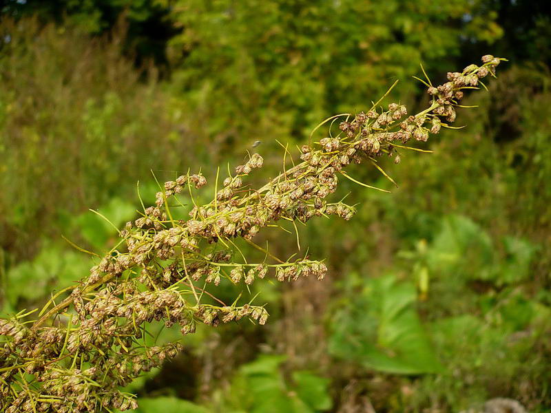 Image of Artemisia abrotanum specimen.