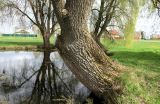 Salix alba. Нижняя часть ствола старого дерева (видны следы от отпиленных ветвей). Новая Москва, дер. Ярцево, берег пруда. 03.05.2019.