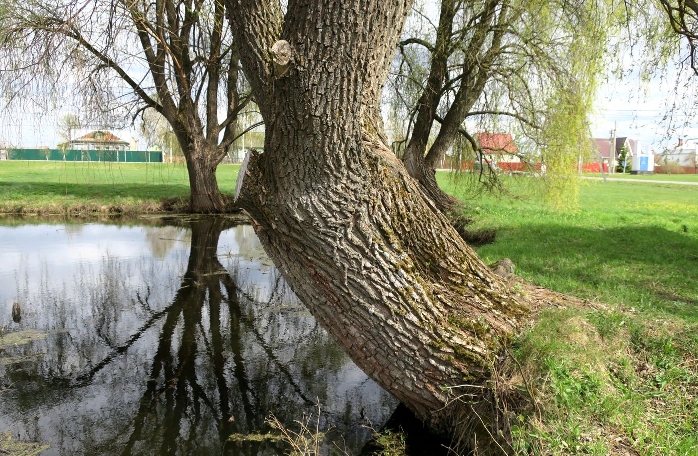 Image of Salix alba specimen.