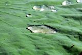 Nelumbo caspica. Адаксиальная сторона плавающего листа с каплями воды. Астраханская обл., Камызякский р-н, водно-болотное угодье \"Дельта Волги\", 6 км к востоку-юго-востоку от слияния Никитинского и Гандуринского банков. 27.08.2018.