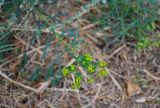 Euphorbia virgata