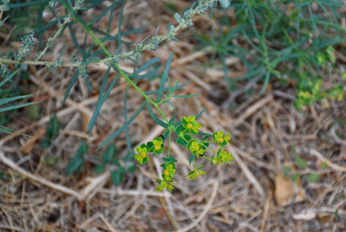 Изображение особи Euphorbia virgata.