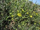 Anthyllis hermanniae. Верхушки ветвей с соцветиями. Греция, о. Родос, фригана севернее мыса Прасониси. 9 мая 2011 г.
