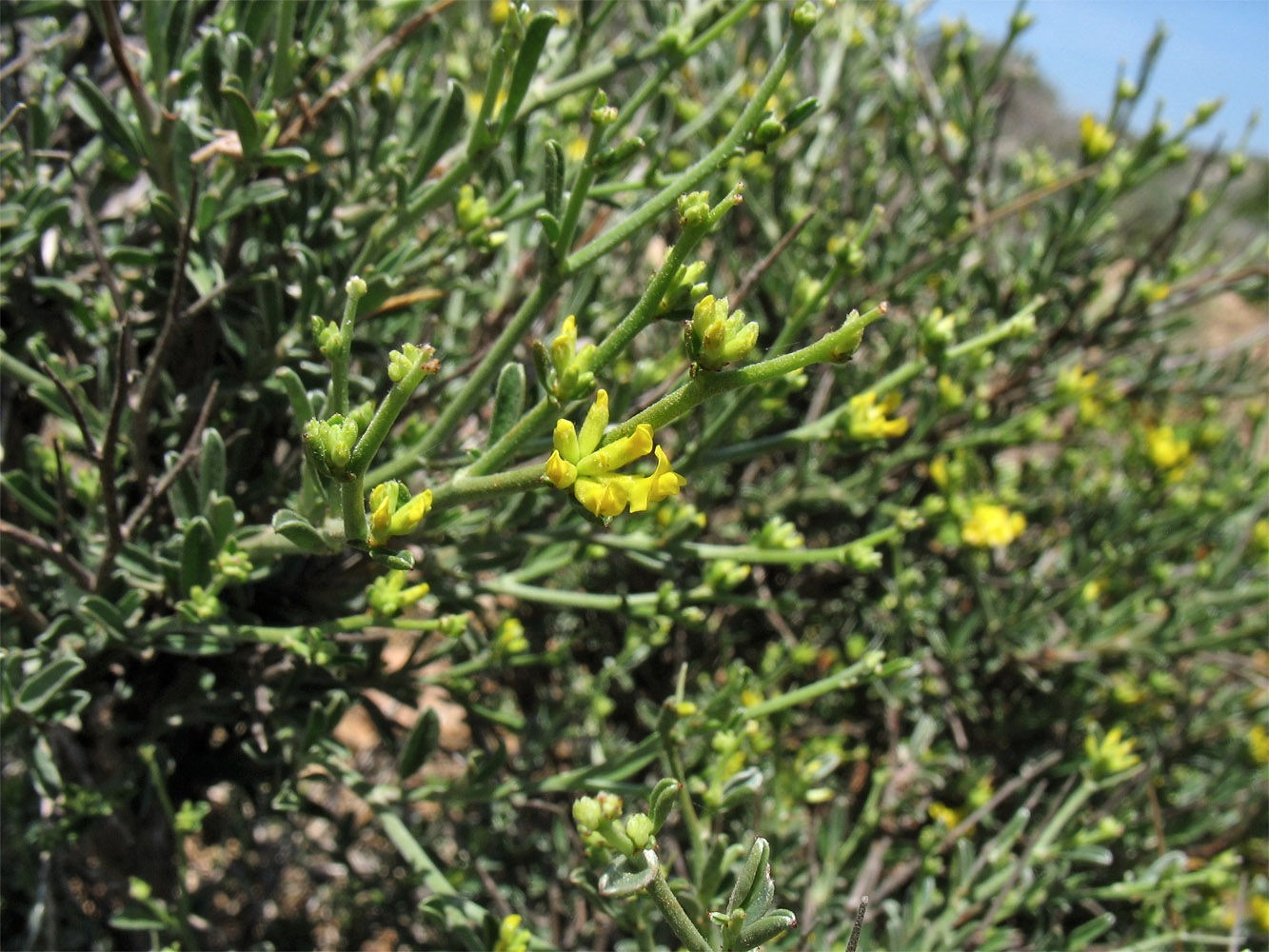 Изображение особи Anthyllis hermanniae.