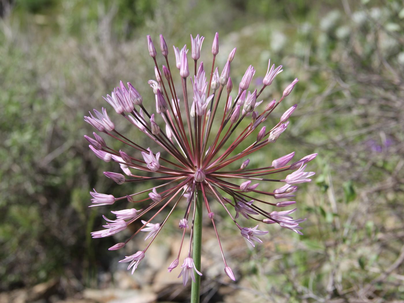 Image of Allium cupuliferum specimen.
