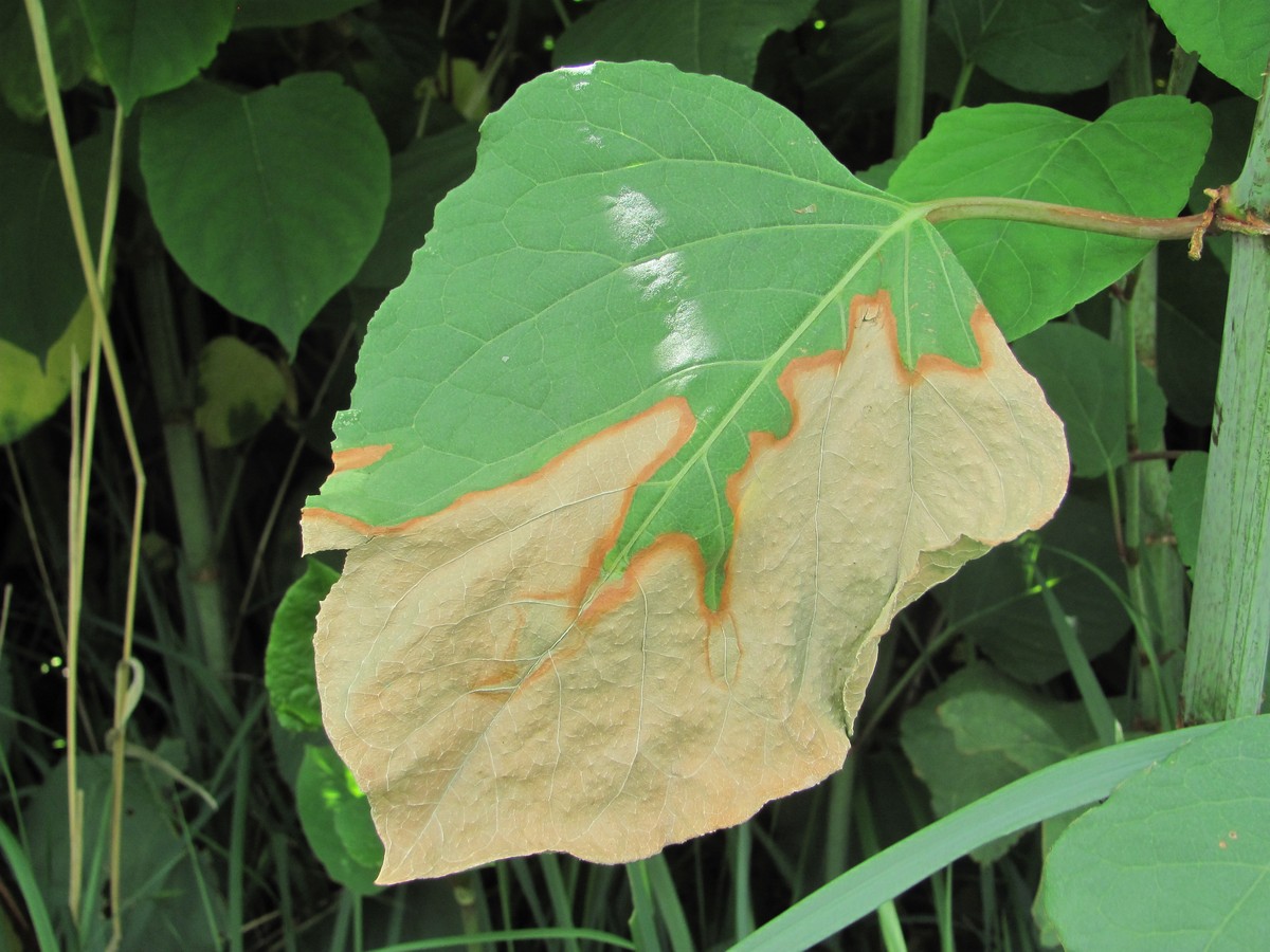 Image of Reynoutria japonica specimen.