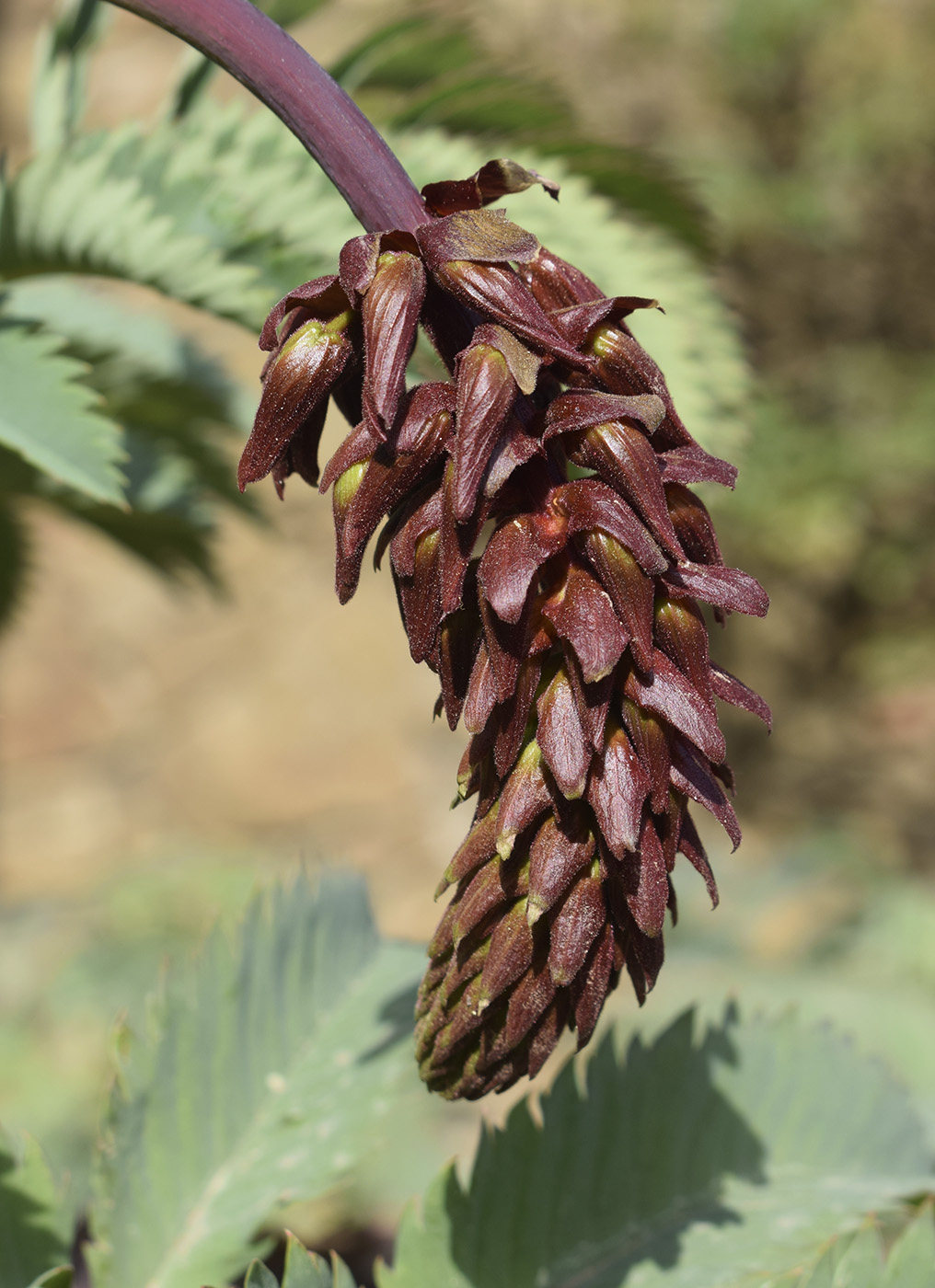 Изображение особи Melianthus major.