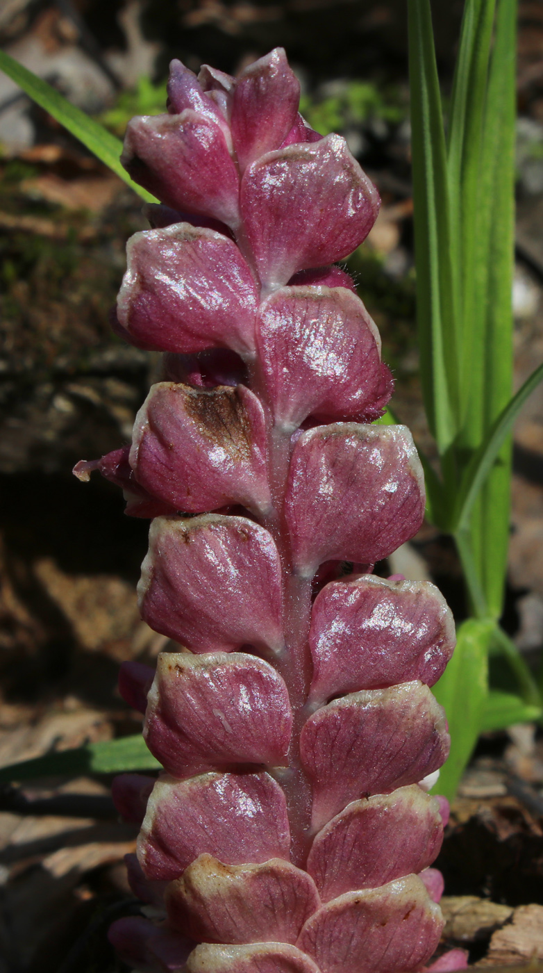 Image of Lathraea squamaria specimen.