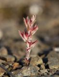 Macrosepalum aetnense. Плодоносящее растение. Южный берег Крыма, окр. с. Морское, сланцевый склон между дорогой и посадками сосен. 15 мая 2021 г.