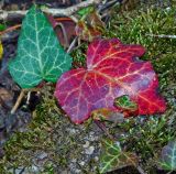 Hedera helix