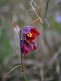 Fritillaria ruthenica. Соцветие. Самарская обл., Ставропольский р-н, окр. с. Жигули, гора Лепёшка, луговой склон. 02.05.2021.