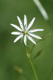 Stellaria graminea