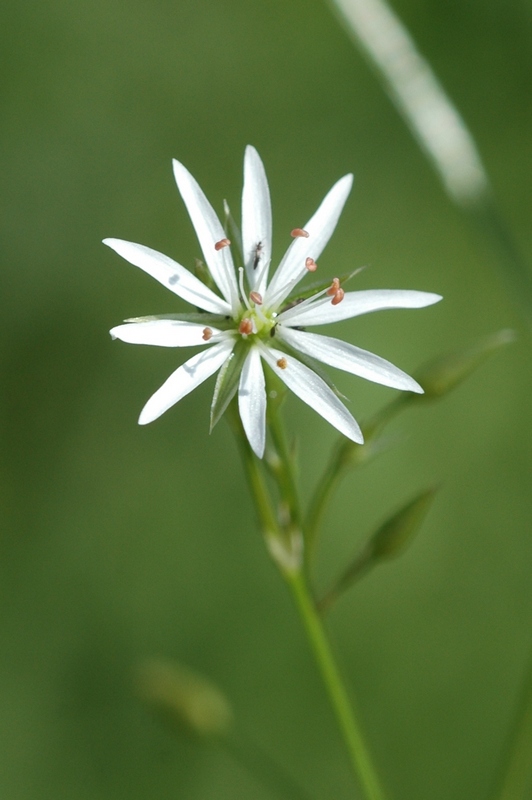 Image of Stellaria graminea specimen.