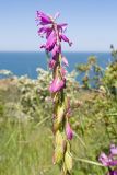 Polygala major