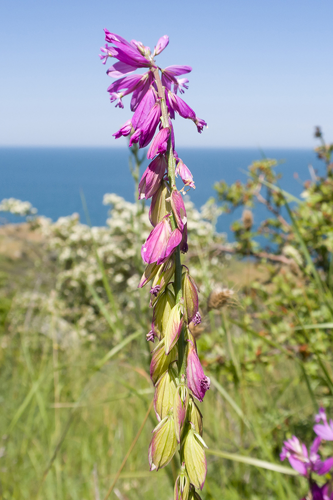 Изображение особи Polygala major.