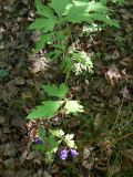 genus Aconitum