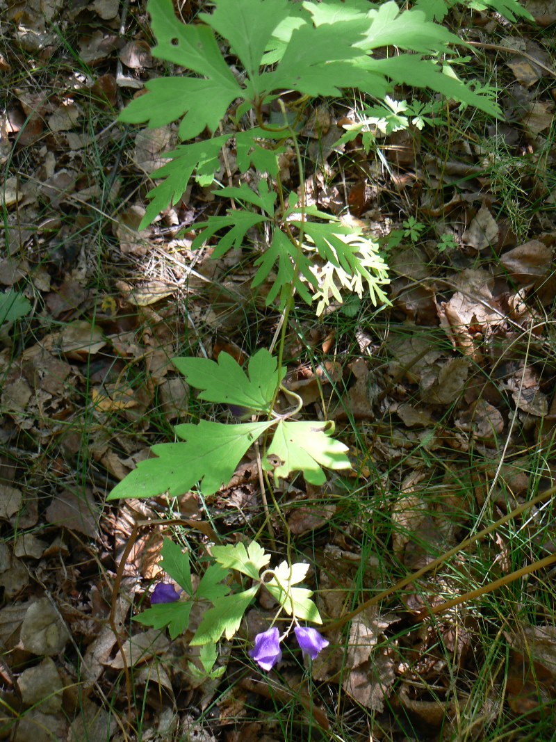 Изображение особи род Aconitum.
