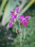 род Matthiola