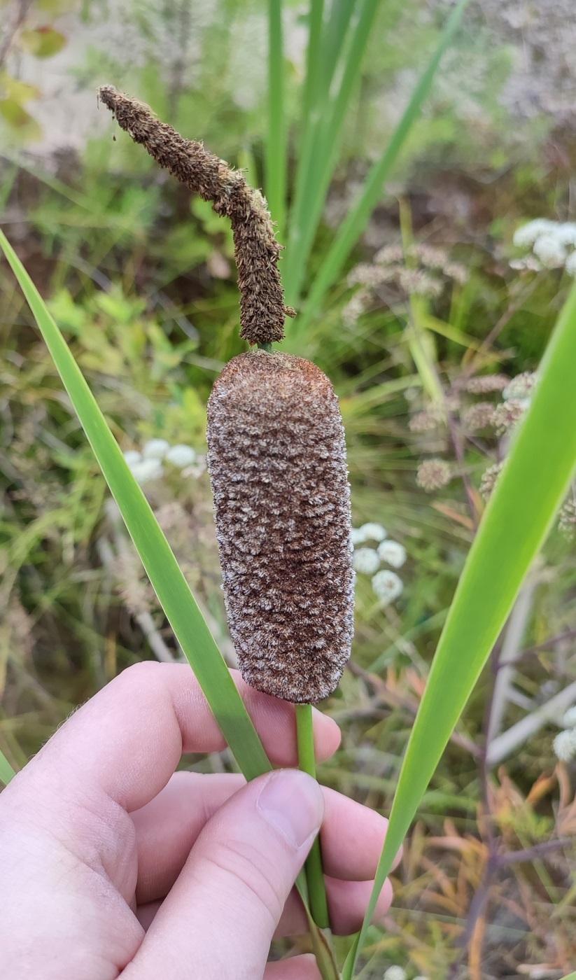 Изображение особи Typha incana.