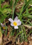 Crocus adamii