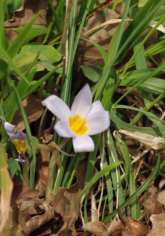 Изображение особи Crocus adamii.