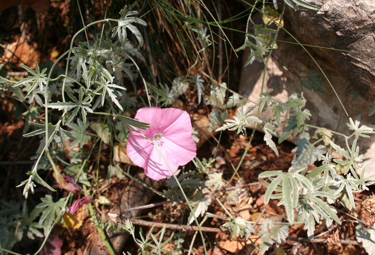 Image of Convolvulus althaeoides ssp. tenuissimus specimen.