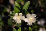 Myrtus communis